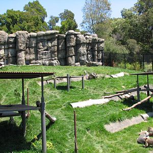 Hamadryas Baboon Exhibit