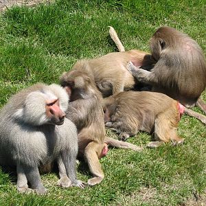 Hamadryas Baboon Exhibit