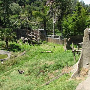 Malayan Sun Bear Exhibit