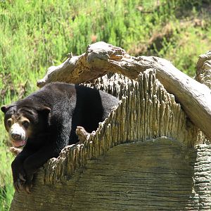 Malayan Sun Bear Exhibit