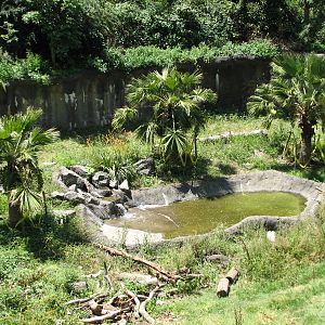 Malayan Sun Bear Exhibit