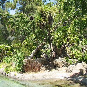 White-handed Gibbon Exhibit