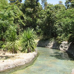 White-handed Gibbon Exhibit - Water Moat