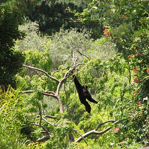 White-handed Gibbon Exhibit