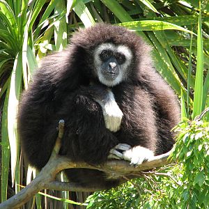 White-handed Gibbon