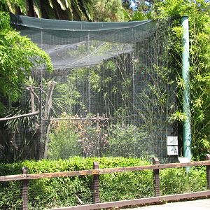 Malayan Wreathed Hornbill Exhibit