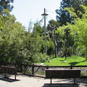 Siamang Exhibit - Viewing Area