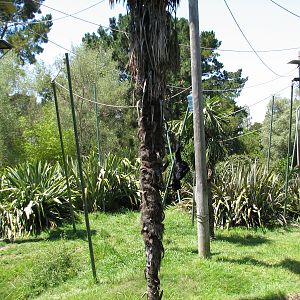 Siamang Exhibit