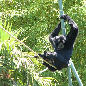 Siamang