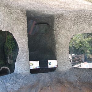 Taiwan Beauty Snake and Nosy Be Panther Chameleon Exhibits