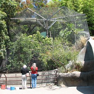Cooton-topped Tamarin and Chestnut-mandibled Toucan Exhibit