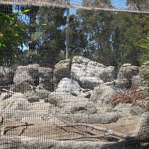 Griffon Vulture Exhibit