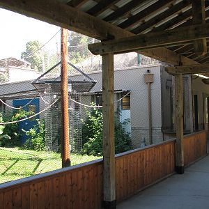 Childrens Zoo - Malayan and Island Flying Foxes Exhibit - Viewing Area