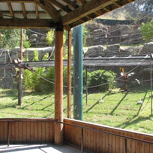 Childrens Zoo - Malayan and Island Flying Foxes Exhibit - Viewing Area