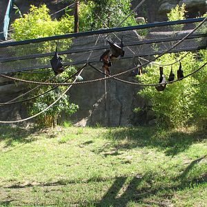 Childrens Zoo - Malayan and Island Flying Foxes Exhibit