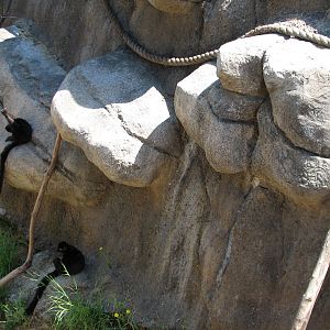 Childrens Zoo - Ring-tailed and Blue-eyed Black Lemurs Exhibit