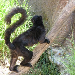 Childrens Zoo - Blue-eyed Black Lemur