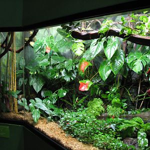 Childrens Zoo - Reptile and Amphibian House - Madagascar Exhibit