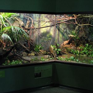 Childrens Zoo - Reptile and Amphibian House - Black Tree Monitor Exhibit