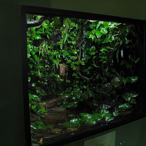 Childrens Zoo - Reptile and Amphibian House - Panamanian Golden Frog Exhibi