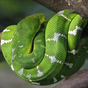 Childrens Zoo - Reptile and Amphibian House - South American Exhibit - Emer