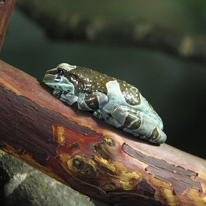 Childrens Zoo - Reptile and Amphibian House - South American Exhibit - Amaz