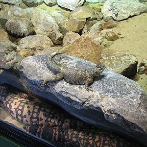 Childrens Zoo - Reptile and Amphibian House - North American Southwest Exhi