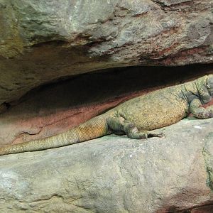 Childrens Zoo - Reptile and Amphibian House - North American Southwest Exhi