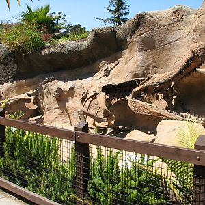 Childrens Zoo - American Alligator Exhibit - Simulated Crocodilian Fossil