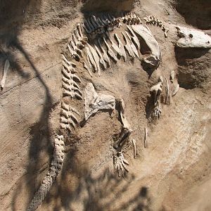 Childrens Zoo - American Alligator Exhibit - Simulated Reptile Fossil