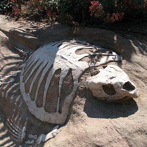 Childrens Zoo - American Alligator Exhibit - Simulated Reptile Fossil