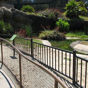 Childrens Zoo - American Alligator Exhibit - Beach Viewing Area