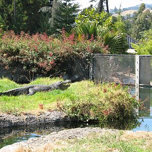 Childrens Zoo - American Alligator Exhibit