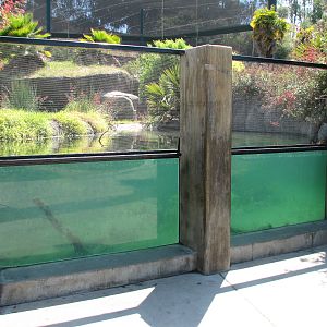 Childrens Zoo - American Alligator Exhibit - Underwater Viewing Area