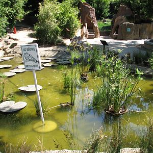 Childrens Zoo - Pond with Lily Pad Walkway
