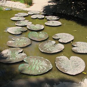 Childrens Zoo - Pond with Lily Pad Walkway