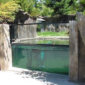 Childrens Zoo - River Otter Exhibit - Underwater Viewing Area