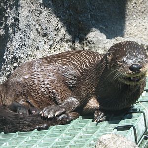 Childrens Zoo - River Otter