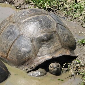 Childrens Zoo - Aldabra Tortoise