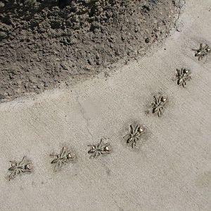 Childrens Zoo - Ant Sculptures