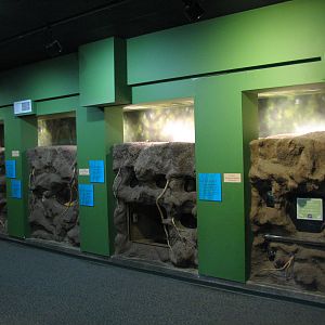 Childrens Zoo - House of Bugs - Interior