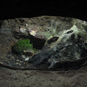 Childrens Zoo - House of Bugs - Cobalt Blue Tarantula Exhibit