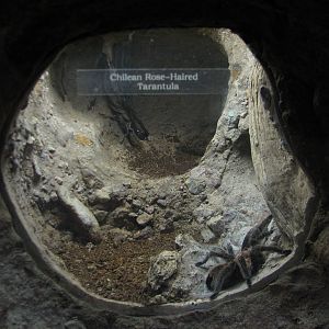Childrens Zoo - House of Bugs - Chilean Rose-haired Tarantula Exhibit