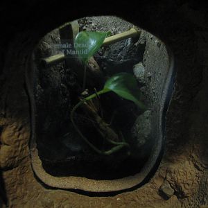 Childrens Zoo - House of Bugs - Dead Leaf Mantid Exhibit