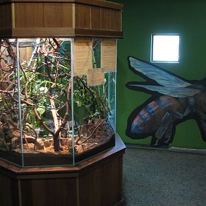 Childrens Zoo - House of Bugs - Giant Thorny, Vietnamese, and New Guinea Wa