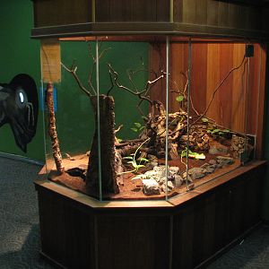 Childrens Zoo - House of Bugs - Giant African Millipede Exhibit
