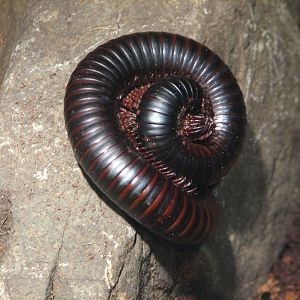 Childrens Zoo - House of Bugs - Giant African Millipede Exhibit