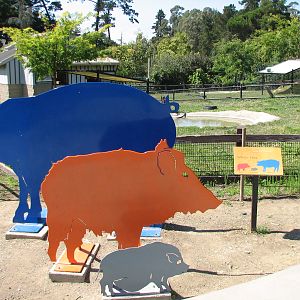 Childrens Zoo - Pig Exhibit