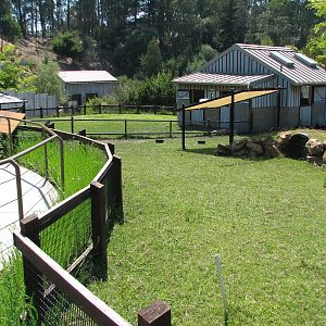 Childrens Zoo - Pig Exhibit