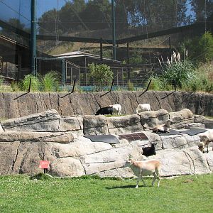 Childrens Zoo - Goat and Sheep Contact Yard